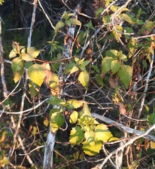 Ageratina havanensis