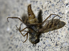 Therevidae