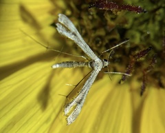 Stenoptilodes antirrhina