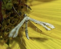 Stenoptilodes antirrhina