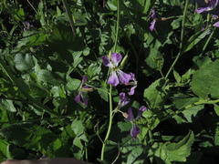 Raphanus sativus