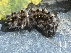 Lophocampa roseata