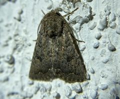 Protorthodes