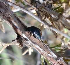 Altica obliterata