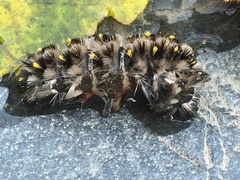 Lophocampa roseata