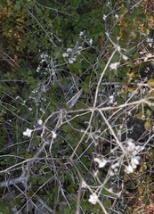 Torilis arvensis