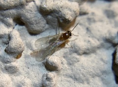 Brachymyrmex patagonicus