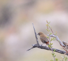 Euryptila subcinnamomea