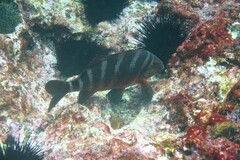 Chirodactylus spectabilis