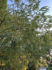 Salix lasiandra