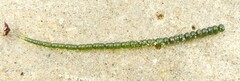 Chaetomorpha coliformis