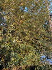 Salix lasiandra