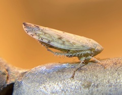 Acinopterus