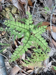 Adiantum flabellulatum