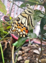 Papilio demoleus