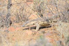 Varanus albigularis albigularis