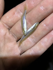 Fundulus