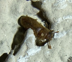 Cryptophagidae