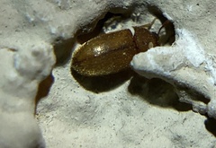 Cryptophagidae