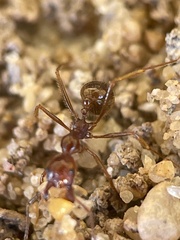 Aphaenogaster