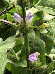 Hygrophila pogonocalyx