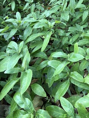 Hygrophila pogonocalyx