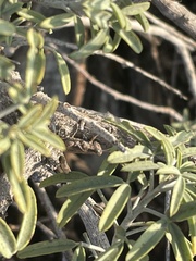 Melanoplus cinereus