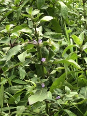 Hygrophila pogonocalyx