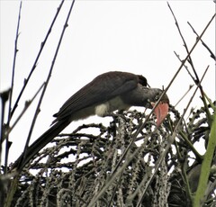 Lophoceros alboterminatus