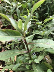 Hygrophila pogonocalyx