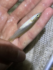 Fundulus notatus