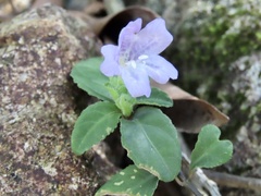 Strobilanthes tetrasperma