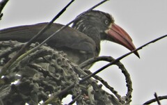 Lophoceros alboterminatus