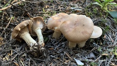 Cleistocybe vernalis