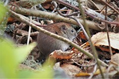 Clethrionomys gapperi