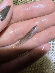Etheostoma smithi
