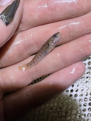 Etheostoma smithi