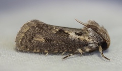 Acrolophus popeanella