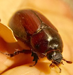 Oxygrylius ruginasus