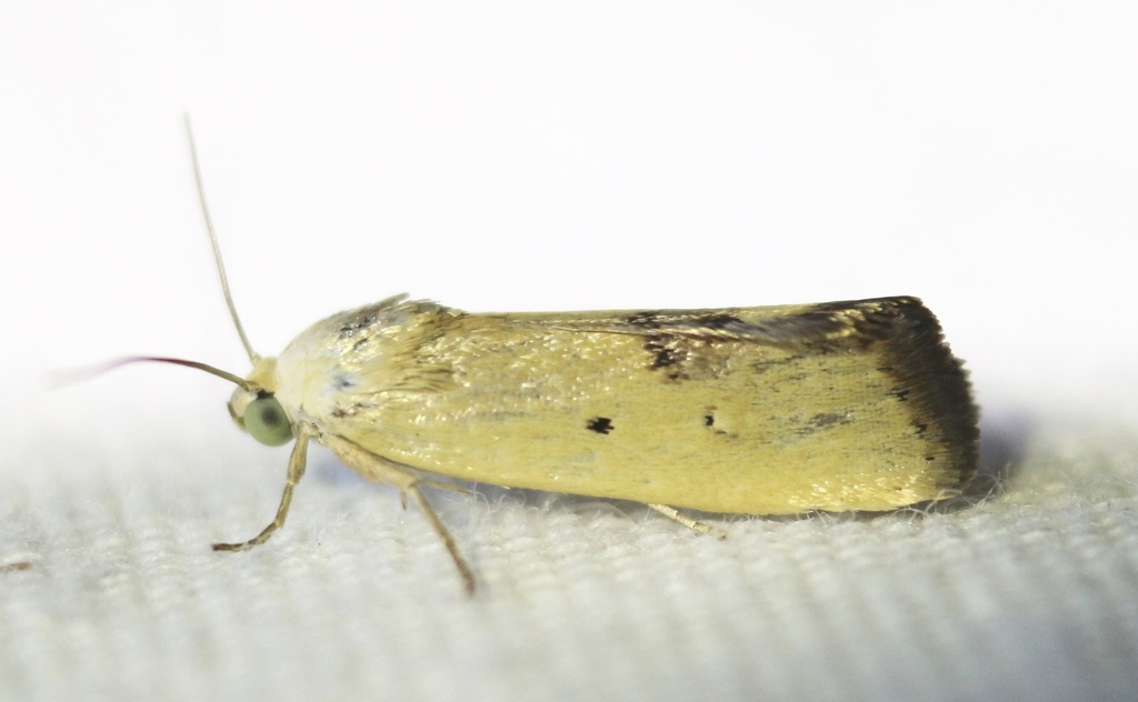 Yellowish Bird-dropping Moth