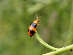 Aulacophora hilaris