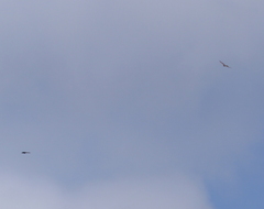Accipiter cirrocephalus