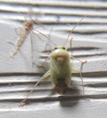 Taylorilygus apicalis