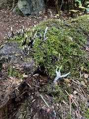 Xylaria hypoxylon