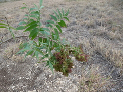 Rhus lanceolata