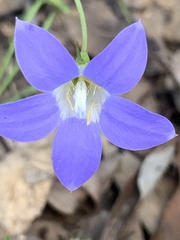 Wahlenbergia stricta