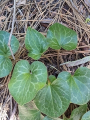 Asarum hartwegii