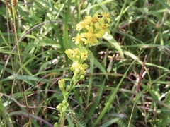 Solidago decurrens