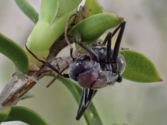 Myrmophyma