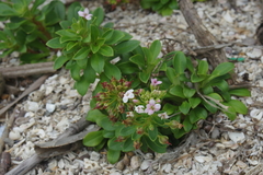 Lysimachia mauritiana